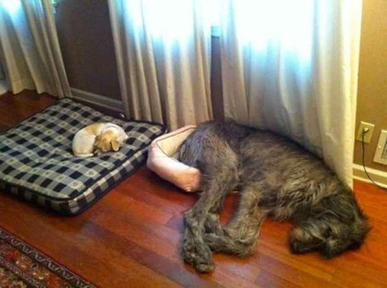 These dogs switched beds.
