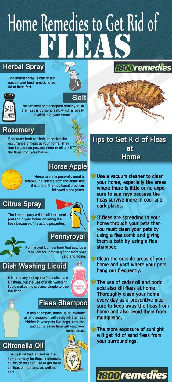 These home remedies for fleas will not only kill the fleas but will also prevent the fleas in your home in future.