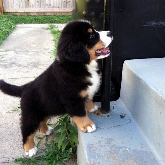 These Pictures of Bernese Mountain Dog Puppies Lead Straight to Alpine Ecstasy