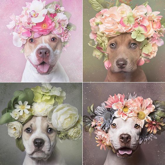 These Pit Bulls Wearing Flower Crowns Will Melt Your Heart