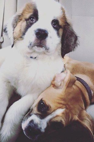 These puppy best friends. 19 Dogs Who Will Make Literally Anyone Happy