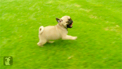 These running puppy pugs. | The 40 Greatest Dog GIFs Of All Time