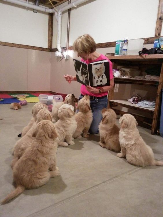 These therapy puppies during their daily afternoon story time. | 39 Adorable Pictures You Need To Stop And Look At Right This Second