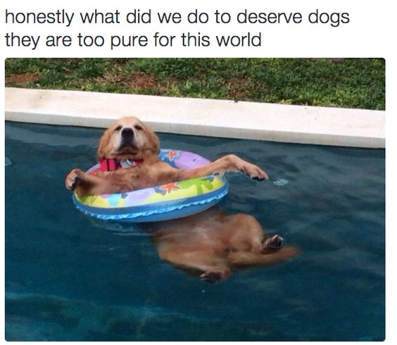 They are pure and innocent and everything good. | 22 Things You'll Just Get If You Love Animals More Than People