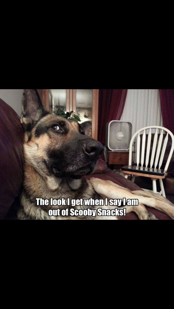 They know you eat them all! #dogs #pets #GermanShepherds