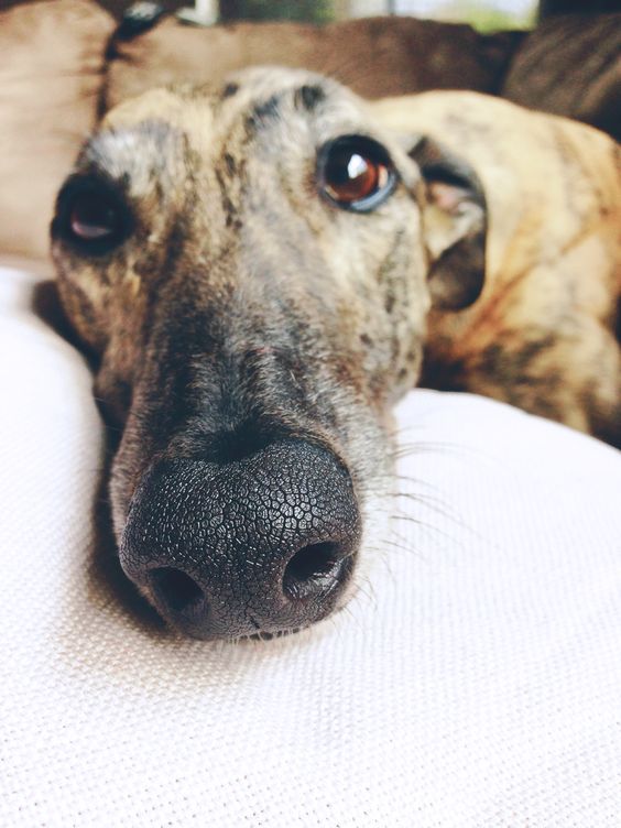 Thinking about adopting a greyhound? They ironically need very little exercise and are big couch potatoes, perfect for apartments. They also don't shed or bark that much. Plenty of retired racers need good forever homes.