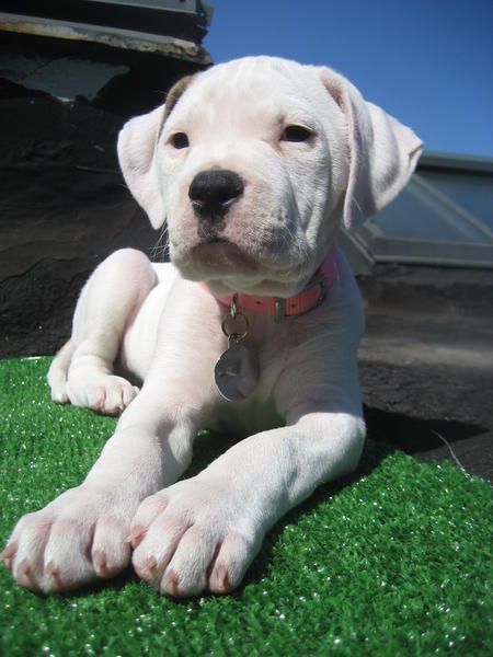 this #American #Bulldog puppy is too cute.