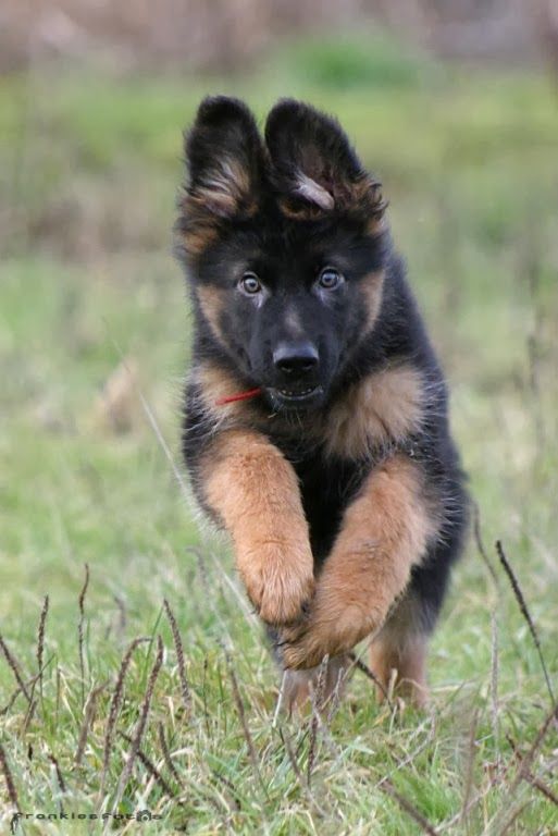 This Baby German shepherd is among the Best dog Breeds of all time