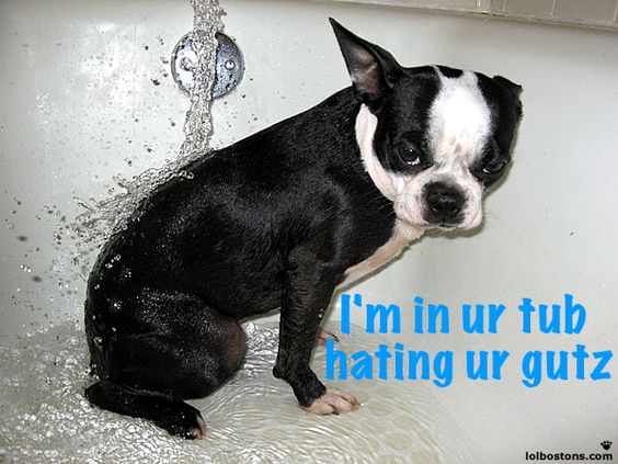 This Boston Terrier's not a fan of bath time!