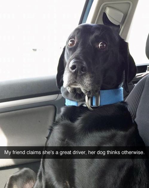 This car ride was a mistake (& other dog regrets)