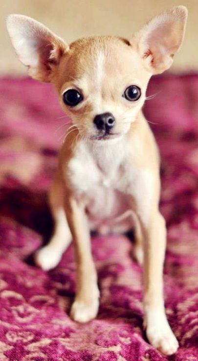 This Chihuahua wants to come home with you!