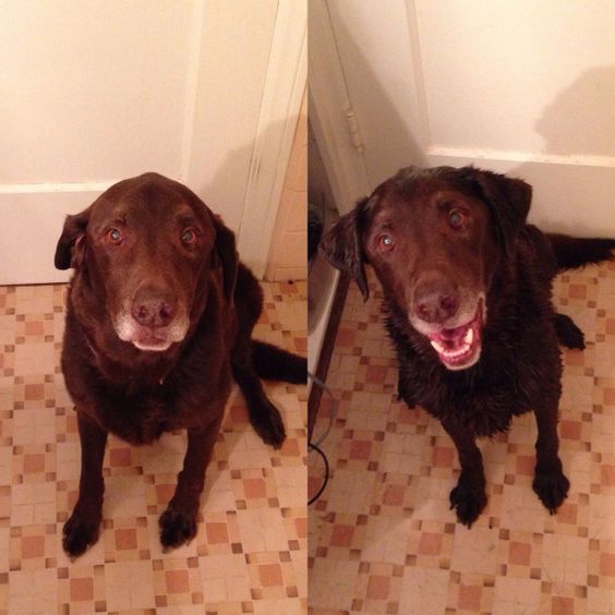 This dog, before and after conquering the horrors of the bathtub. | 19 Dogs Who Will Make Literally Anyone Happy