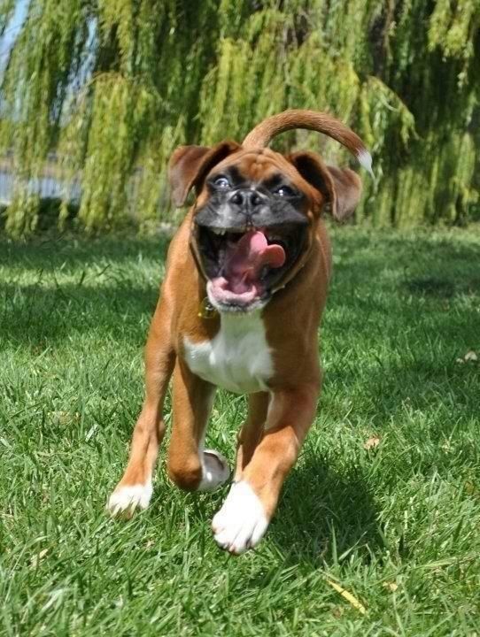 This dog who is really, super, exceptionally happy about everything because he’s a dog and can basically do whatever he wants, whenever he wants. | 22 Dogs Who Are Just Really Excited To Be Dogs