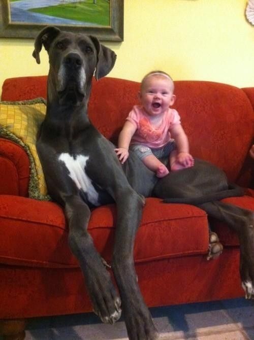 This dog who takes babysitting too seriously. | 21 Dogs Who Don't Realize How Big They Are