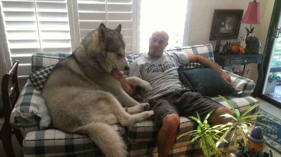 This dog who’s gigantic but loyal.
