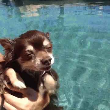 This dog who’s just barely even trying to swim.