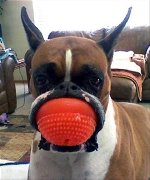 This dog whose face looks like this. | The 31 Most WTF Pictures Of Dogs Being Dogs