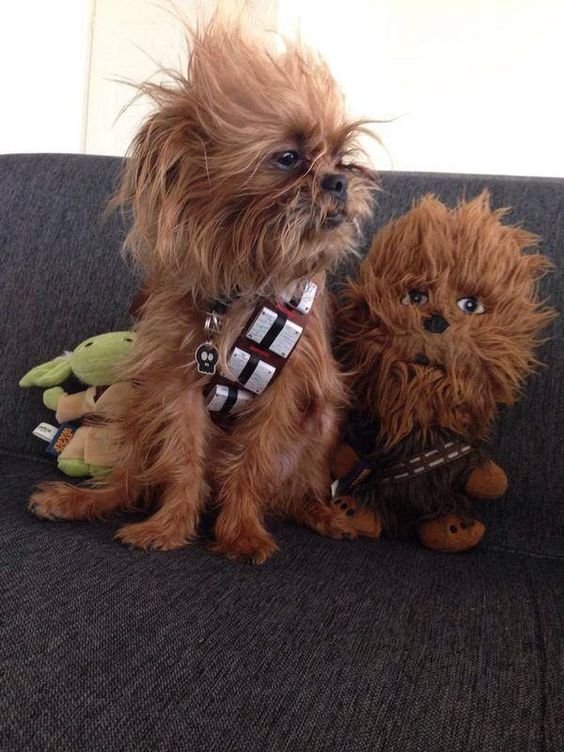 This extremely accurate Chewbacca. | 19 Dogs Dressed As Your Favorite 