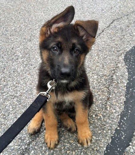 This flopsy-wopsy who just wants a break from his walk. | 18 German Shepherd Puppies Who Need To Be Snuggled Immediately
