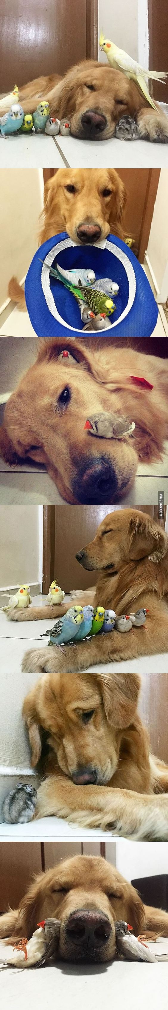 This Golden Retriever Is The Leader Of His Gang. 8 Birds And A Hamster Are The Other Members! - Barmy Pets