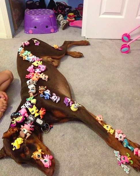 This guy who understands that friendship is about making sacrifices sometimes. | 18 Of The Most Patient Dogs In The World