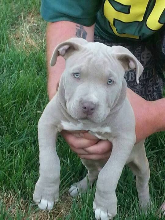 This has got to be the most beautiful pit bull I've ever seen! A blue pit bull. While not a big fan of pits, I love all animals & would definitely take this one!
