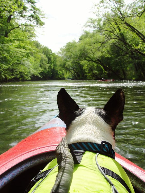 This image by Kevin and Amanda brings back great memories of when Pippo and I would kayak together. He was such a great dog.