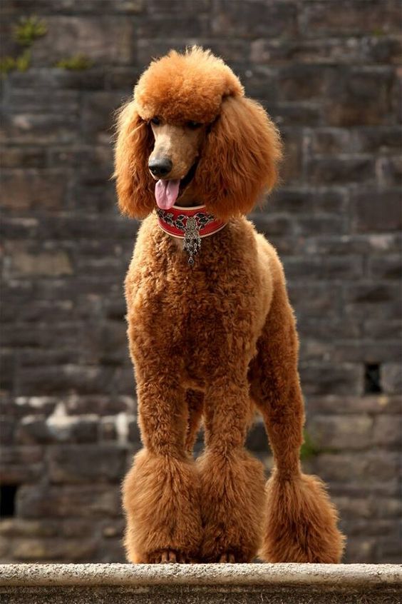 This is a great poodle cut; just enough foo foo, but not too much ;)