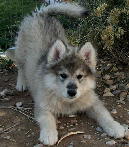 This is a hybrid wolf pup they are beautiful and smart