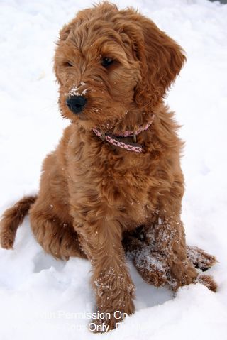 This is a miniature golden doodle! Saw one this morning and fell in love! Super cute!