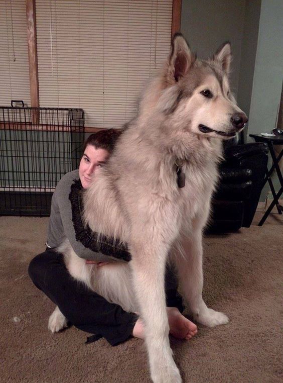 This is 'Alaskan Malamute', also known as a real dog :)