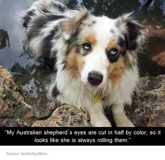 This is awesome and adorable! I so want my dog to have eyes like this!