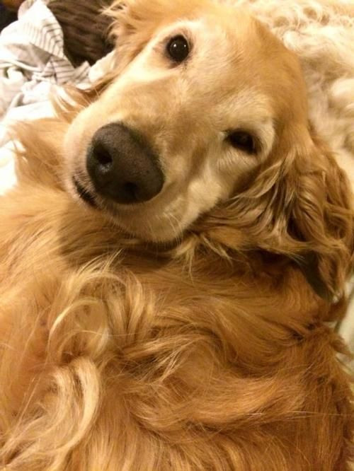 This is Kat - 7 yrs. She is spayed, current on vaccinations, potty and crate trained, has good house manners, walks well on leash, good with dogs and kids. Golden Retriever Rescue Alliance, TX. - 