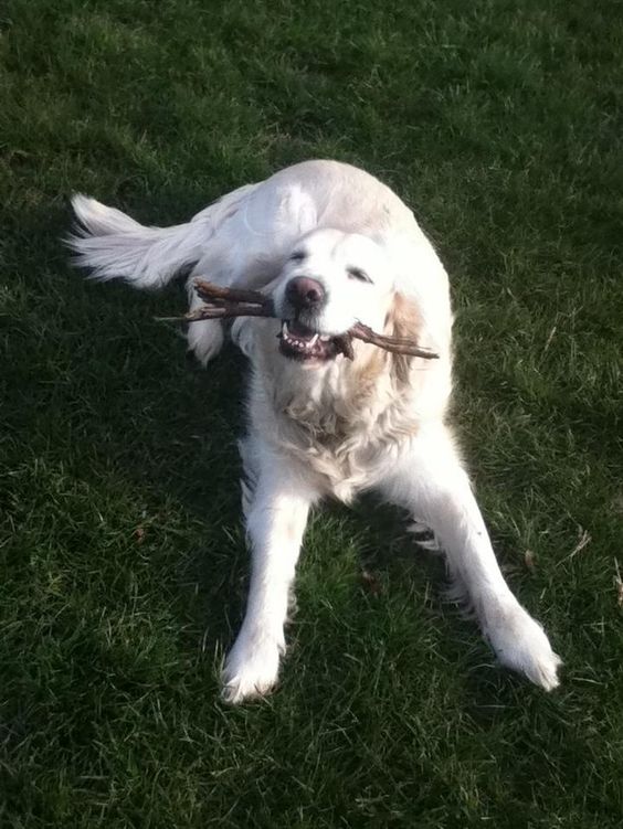 “THIS IS MY LIFE’S WORK.” | 17 Dogs Who Are Very Proud Of The Stick They Found