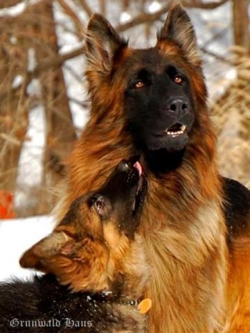 This is the most gorgeous dog!!! long haired german shepherd