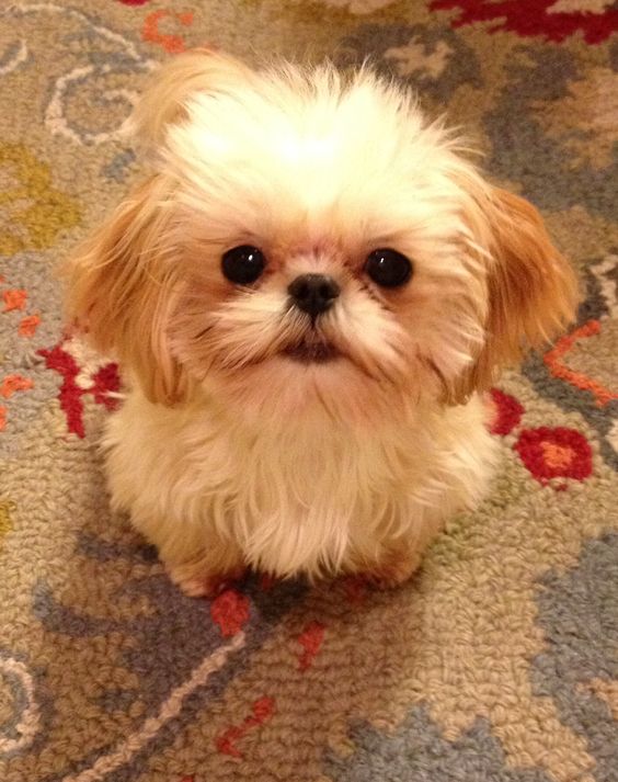 This is the previous pinner's mini teacup Shih Tzu, Lucy. She's her little girl! Isn't she a cutie?! #teacupdogslist #teacupdogs #teacupbreeds #popularTeacups