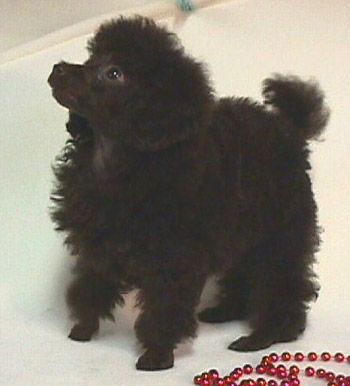 This is what my poodle looked like when I first saw her, fell in love with her, and just had to have her.