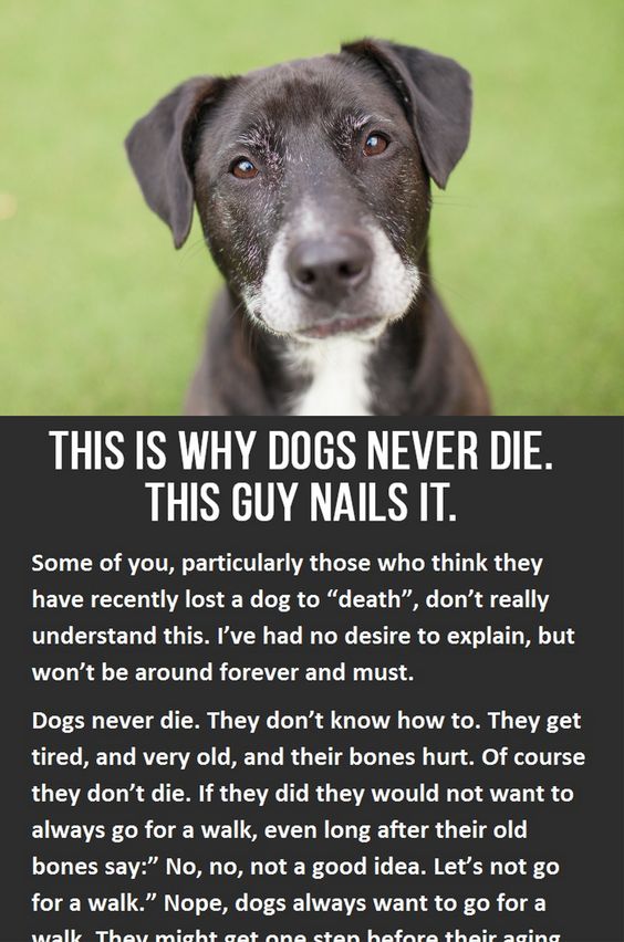This is why dogs never die. You have to click to read the whole thing, but its so worth it!