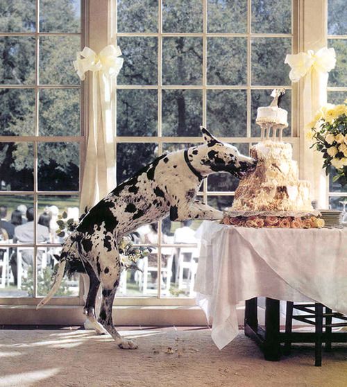 This is why my one day Great Dane, will NOT be at my one day wedding :)