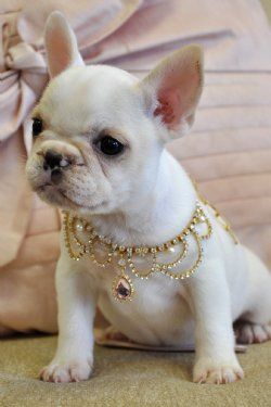 This little pup is so cute! I love the necklace on her.