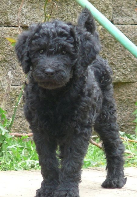 This looks just like my standard labradoodle when she was a puppy.