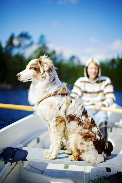 This looks like it would be so much fun. :) boating with your dog. :)