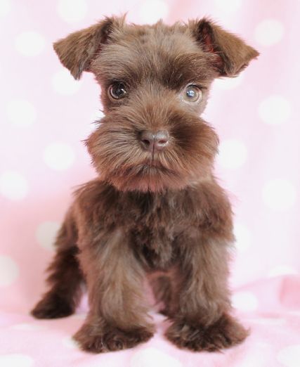 This Mini Schnauzer puppy is so beautiful