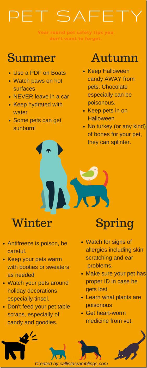 This pet safety infographic will help you to easily visualize these pet safety tips for year round pet safety. Tips for Summer, Spring, Winter and Fall.