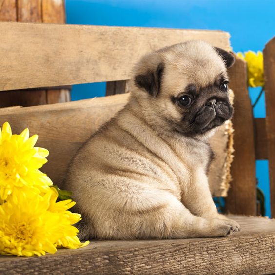 This pug puppy exudes an air of calm and peace. Pug puppy and spring flowers by Shutterstock.