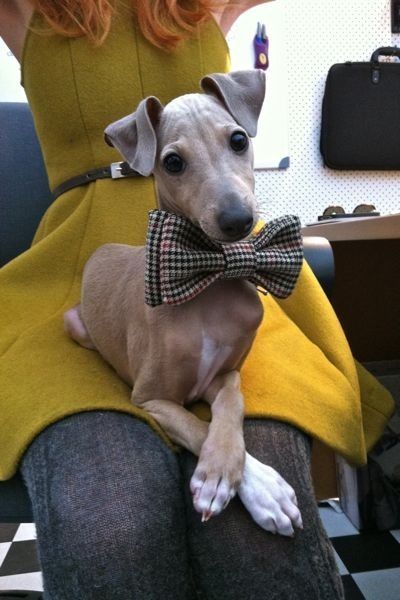 This pup is just too cute, he could belong to Bill Nye the Science Guy