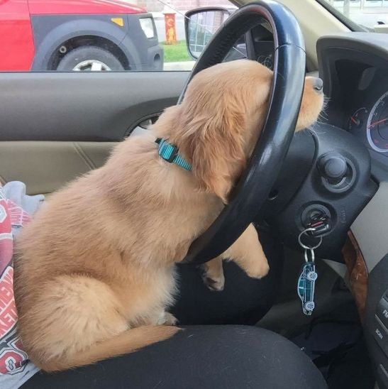 This puppy asleep at the wheel.