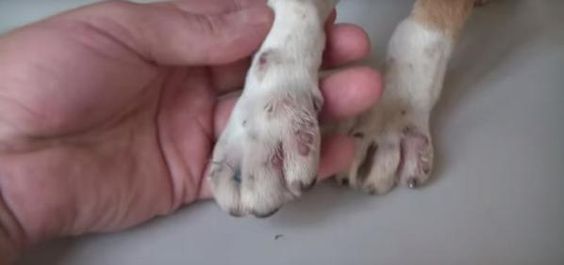 This Puppy Had Hundreds Of Parasites Taking Over Its Body, But Its Reaction When They Are