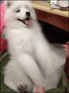 This puppy who may be the happiest, most fluffy dog of all time. | The 47 Absolute Greatest Dog GIFs Of 2013