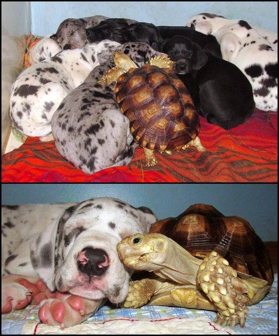 This rescued tortoise was in need of some love. He made pals with these (rescued) dogs, and now they are one big happy, multi-species, family! Animals are awesome!